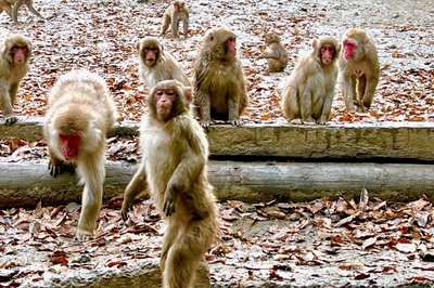 宝登山小動物公園　イメージ
