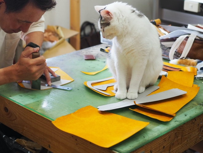 保護猫ブリ 工房で暮らす猫たち