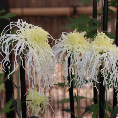 伊勢菊