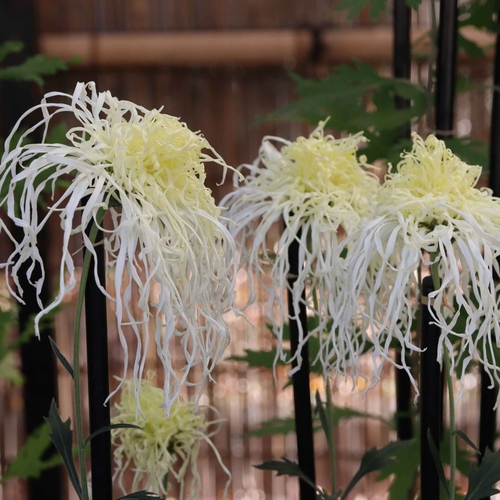 伊勢菊