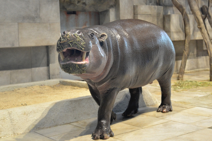 ミニカバにパンプキンえさやり体験!