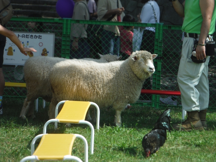ふれあい動物園(過去開催時の様子)