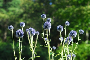 六甲高山植物園 絶滅が危惧される貴重な花 「ヒゴタイ」8月下旬まで見頃です！