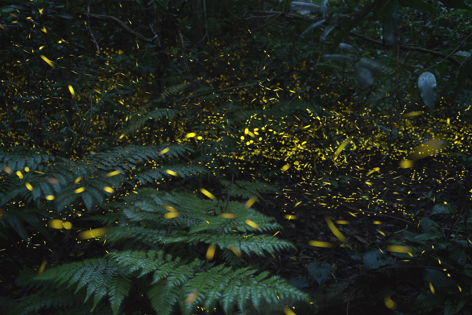【西表島ホテル】光が織りなす幻想的な空間を楽しむ 「ヤエヤマヒメボタル観賞ツアー」開催 | 期間：2021年2月22日～4月24日