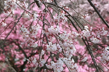 神代植物公園　「早春の催し」２月上旬頃～４月上旬開催！