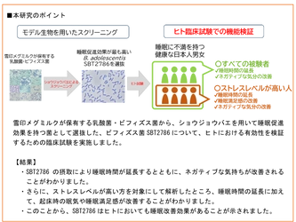 雪印メグミルク保有の ビフィズス菌アドレセンティスSBT2786 ヒトにおいて睡眠改善効果を有することを確認