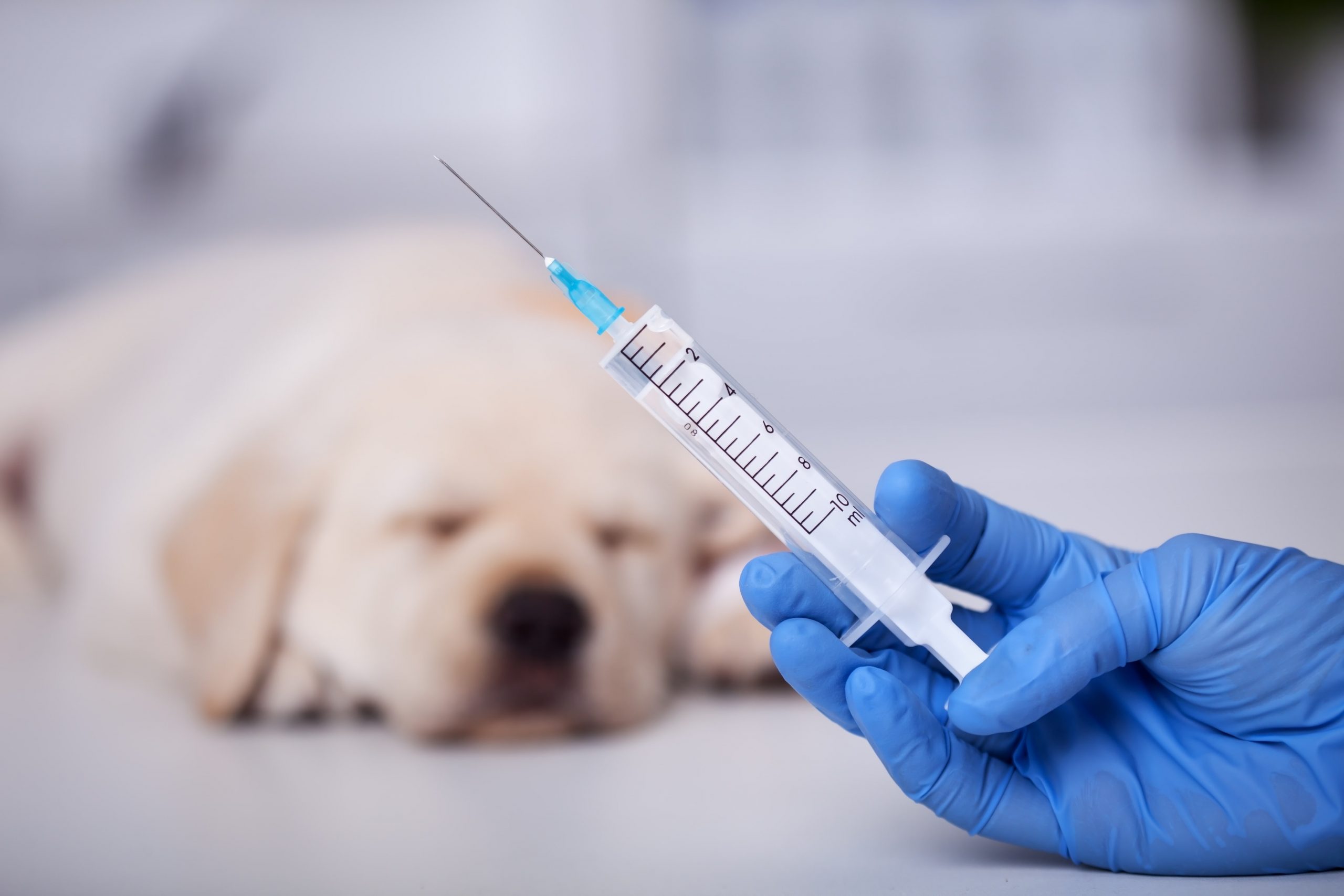 犬 ワクチン 接種 後 の シャンプー