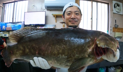 【春到来前の冬限定ラスト】今季一番美味しい『天然クエ』をさばく！