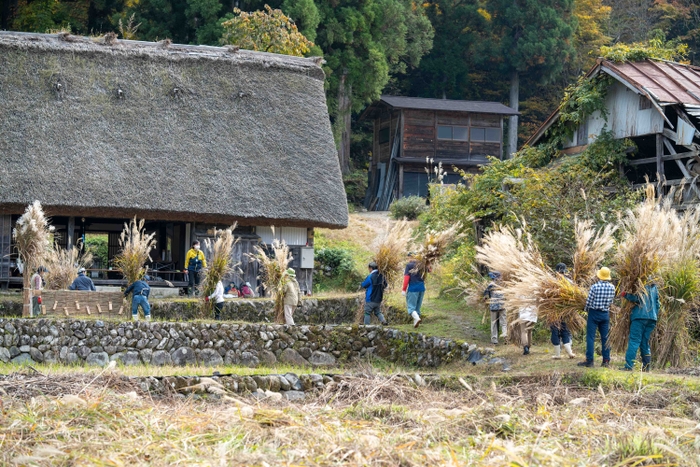 「地域遺産支援プログラム」のパイロット事業として、世界遺産白川郷で白川村と協働で実施している「茅刈りイベント」の様子