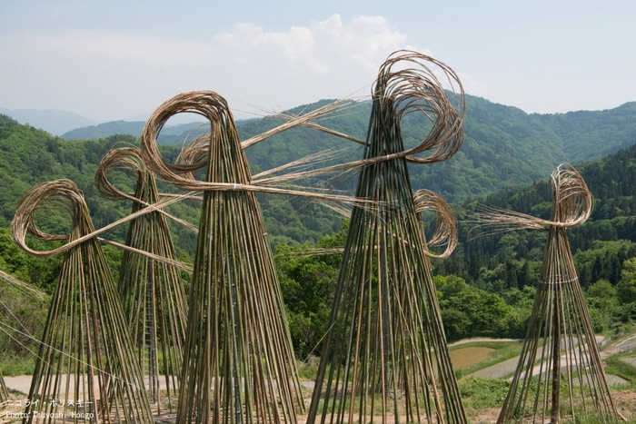 作品名「Bamboo Waves」