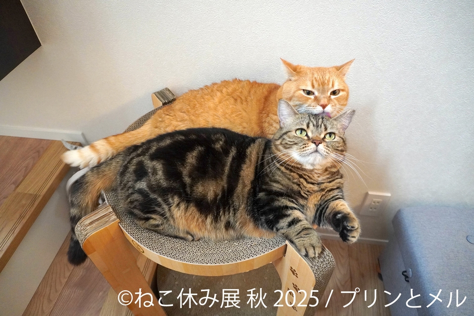 展示作品：プリンとメル