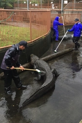 体長約3mのワニの背中を“ゴシゴシ”ブラッシング！ 熱川バナナワニ園、年末恒例のワニ池大掃除を12/26実施