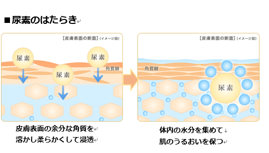 ターンオーバーと保湿の両方を助ける尿素