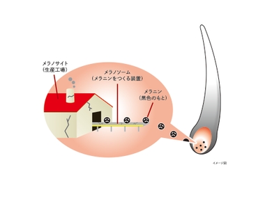 イメージ図