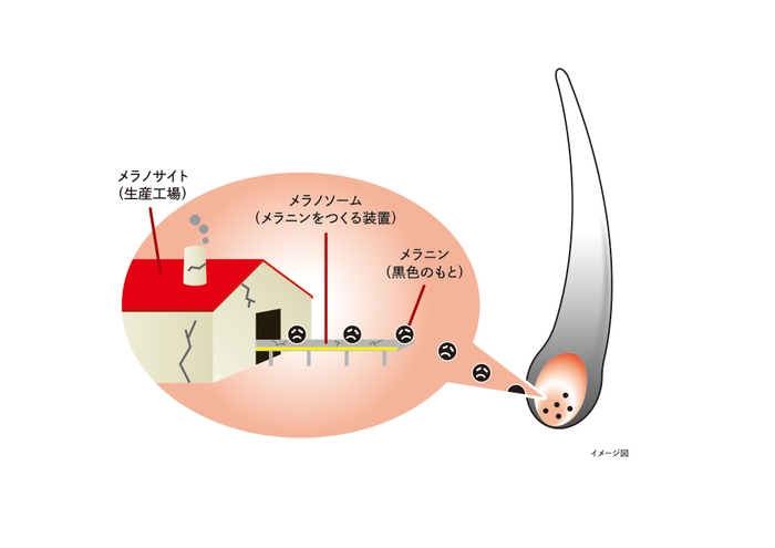 イメージ図