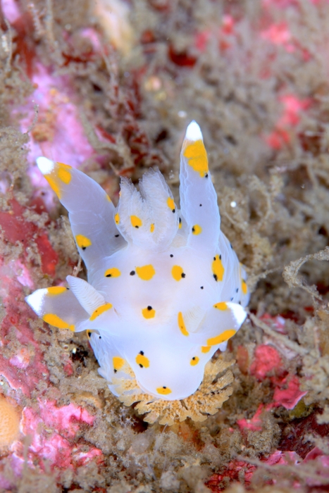 コケムシを食べるウミウシ (C)YASUAKI KAGII