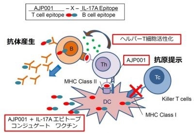 図3：本治療用ペプチドワクチンの仕組み