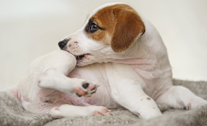 Puppy Jack russell with scratching himself and bite fleas.