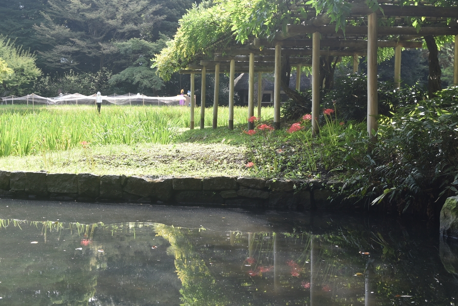 田園とヒガンバナ(9月15日撮影)