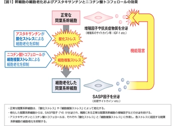 細胞の老化を抑制する独自成分「ナノアスタキサンチンCP+」を新開発