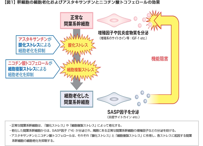 高い抗酸化力を持つアスタキサンチンと、ニコチン酸トコフェロール