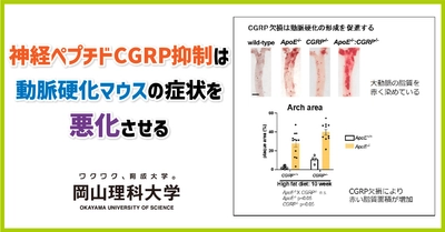 【岡山理科大学】神経ペプチドCGRP抑制は動脈硬化マウスの症状を悪化させる