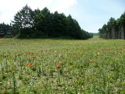 ７月24日の「ふじてんリゾート　リリーパーク」