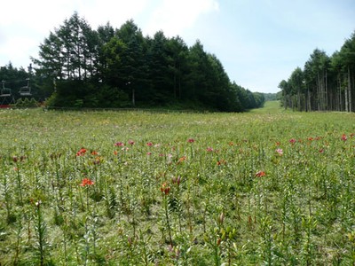 7月24日の「ふじてんリゾート リリーパーク」