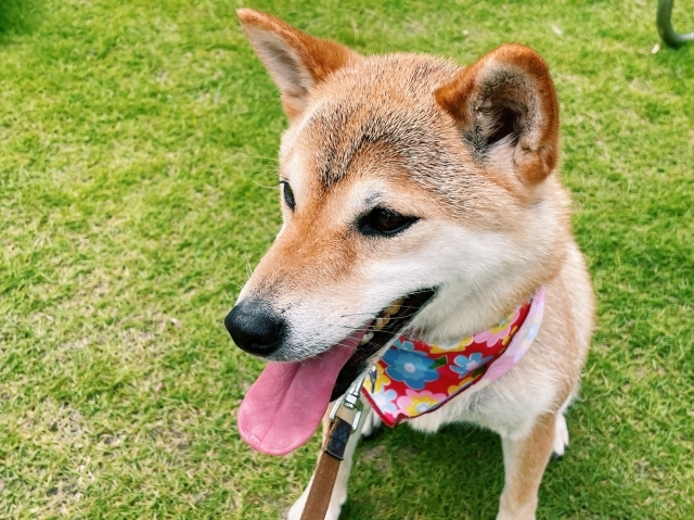 わんちゃんにも熱中症対策を　※イメージ