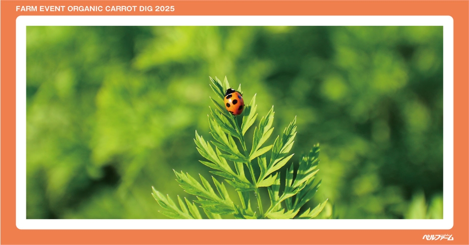 有機にんじん収穫体験イベントイメージ画像⑤