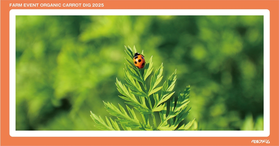 有機にんじん収穫体験イベントイメージ画像⑤