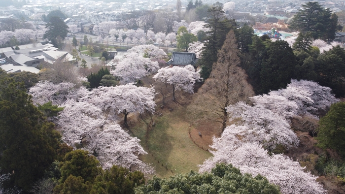 エントランスと広場の桜を上空から