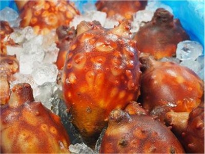 宮城県「ほや」