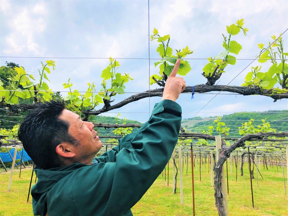 駒園ヴィンヤード 駒園圃場にて