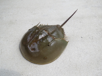 ▲カブトガニ 画像提供:笠岡市立カブトガニ博物館