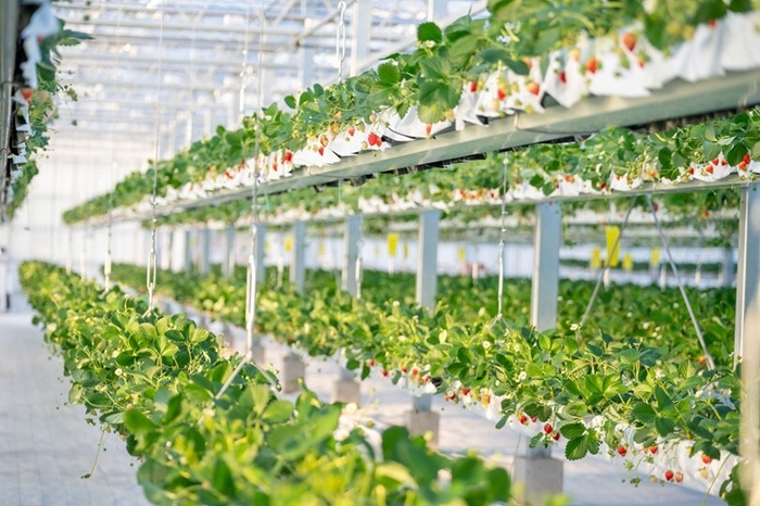 【the BERRY YOKOHAMA】天空のいちご狩り