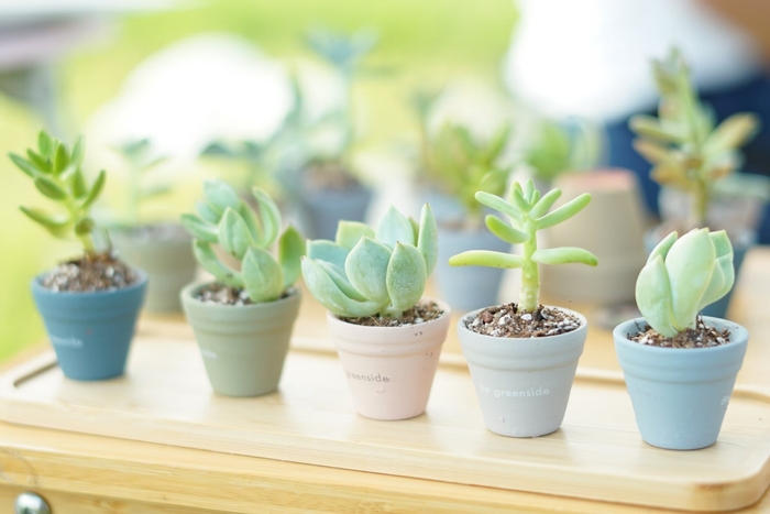 Be greensideのパートナープランツ