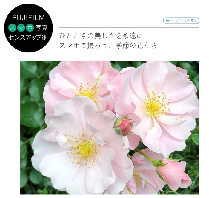 スマホ写真センスアップ術『ひとときの美しさを永遠に。スマホで撮ろう、季節の花たち!
