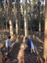 仁和寺の裏山の木を伐採する活動