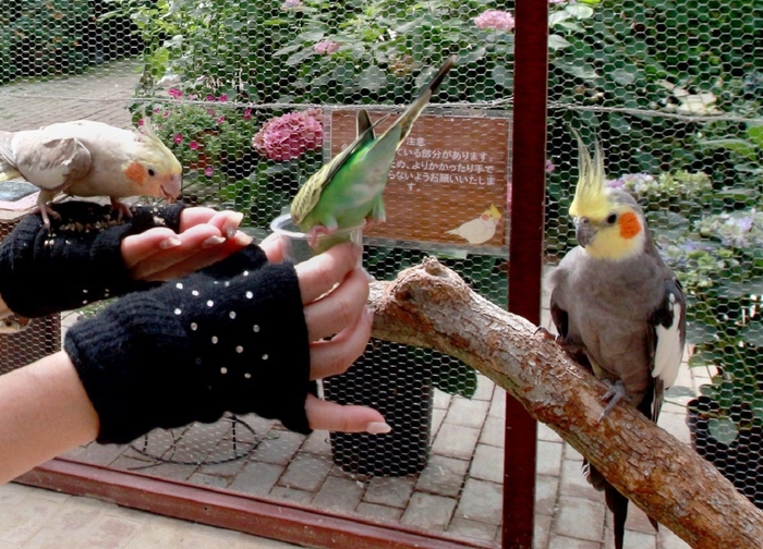 インコふれあいエリア