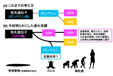 ご先祖様だと信じてきたもの、実は叔母のような関係？　カエル抗菌ペプチド「ボンベシン」と哺乳類神経ペプチド「ガストリン放出ペプチド」とは異なる進化系譜だった