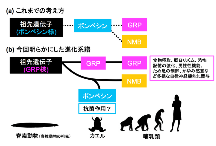 図.今回明らかにしたボンベシン／ガストリン放出ペプチド（GRP）／ニューロメジンB（NMB）の進化系譜。(a)これまでは、ボンベシンからGRPとNMBが進化したと考えられてきましたが、(b)本研究によって、ボンベシンはNMBがカエル系統でのみ特殊化したものである一方、GRP系はカエルを含め、脊椎動物の間で広く保存されていることがわかりました。