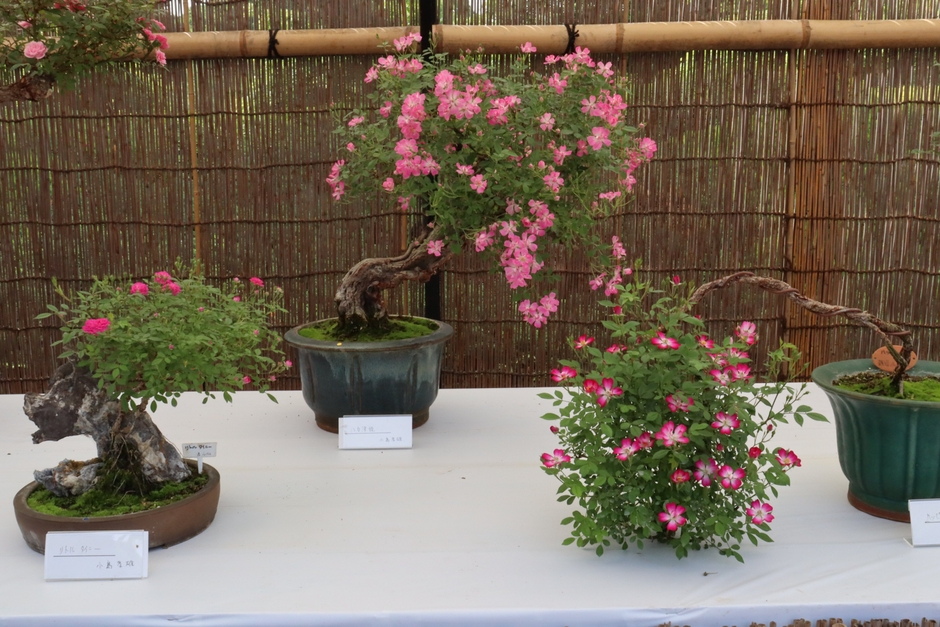「春のミニバラ盆栽展」の様子（令和４年撮影）