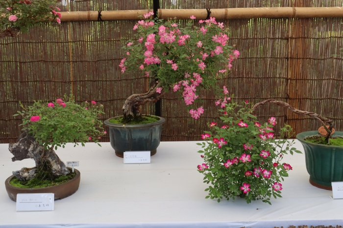 「春のミニバラ盆栽展」の様子(令和4年撮影)