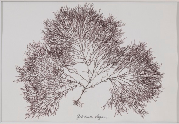 マクサの標本 ようかんなどに使われる寒天の元の姿 標本協力:海藻デザイン研究所 野田三千代