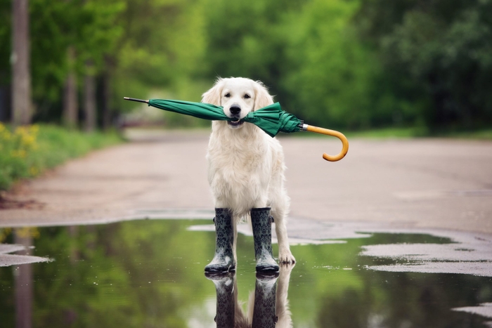 雨の日にお散歩へ行く場合は、便利グッズを使って少しでも快適にお散歩へ行きましょう！