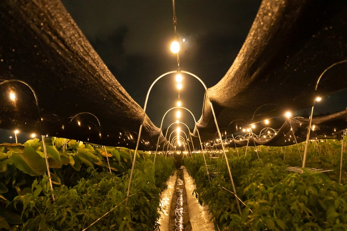約1,000球のイルミネーションでライトアップした畑