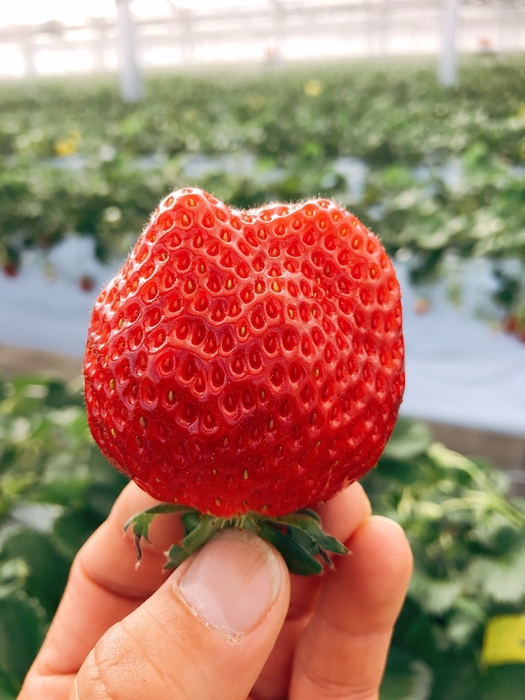 和みいちご「ひまり-himari-」大粒いちご