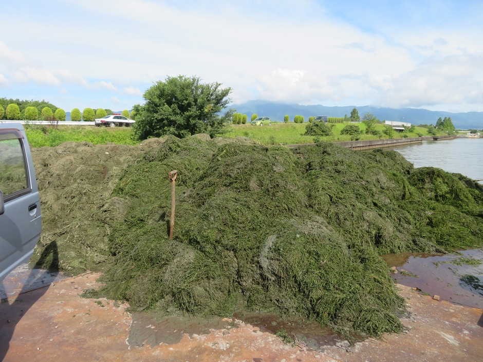 滋賀県が毎年5～6,000トン刈取っている
