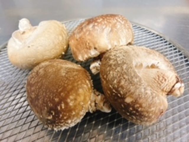 【冬の原木しいたけ(冬こ)】